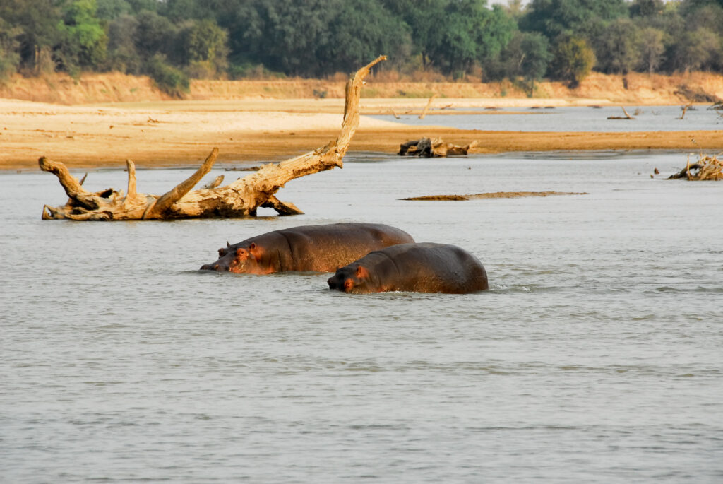 North Luangwa National Park Luxury Family Safaris Zambia