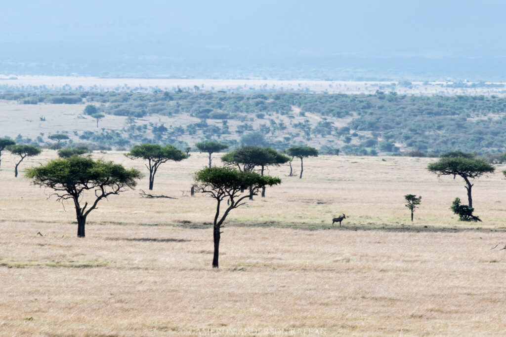 Cam Raffan Mara Naboisho Kenya Coral Tree Travel
