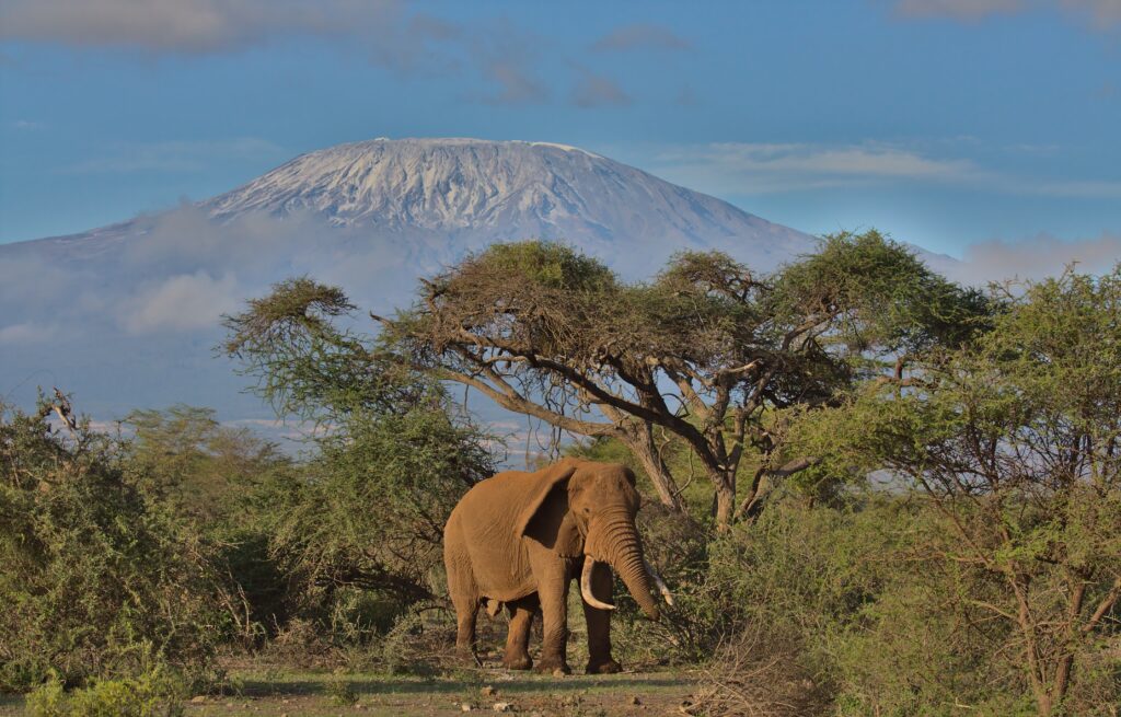 Kimana Conservancy Luxury Family Safaris Kenya Coral Tree Travel
