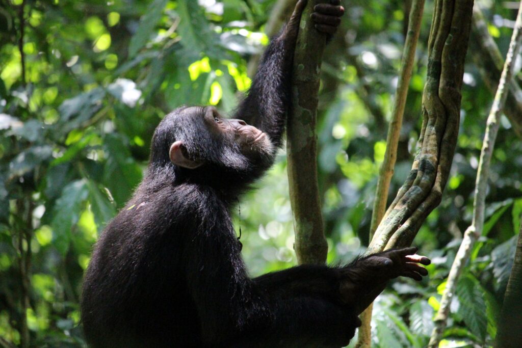 Chimpanzee Trekking_Budongo Forest_Uganda_Luxury Family Safaris Coral Tree Travel
