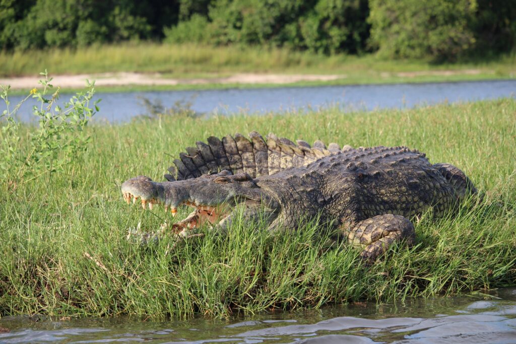Murchison Falls National Park_Uganda_Luxury Family Safaris Coral Tree Travel