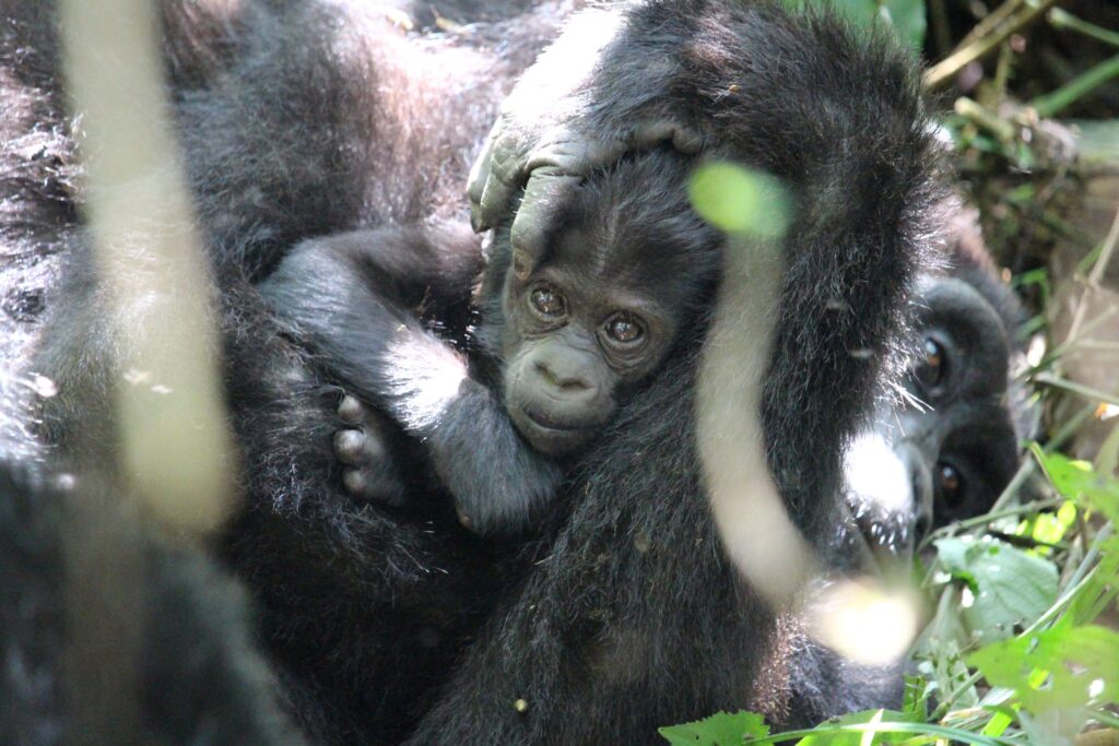 Gorilla Trekking_Bwindi Impenetrable Forest_Uganda_Luxury Family Safaris Coral Tree Travel